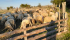 Продавам овце порода котленска - Снимка 1