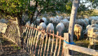 Продавам овце порода котленска - Снимка 2