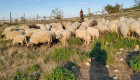 Продавам овце порода котленска - Снимка 5