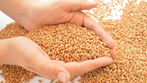Стопани даряват пшеница на пострадалите в Карловско