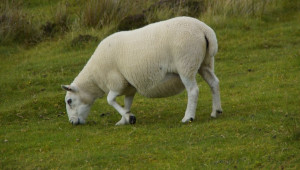 Ценни съвети за овцете през периода на бременност
