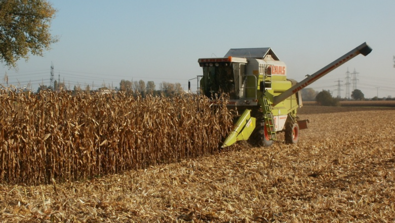 Добиви от царевица: Земеделци споделят, че жънат от 300 до 900 кг/дка