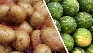 НСИ: Все повече вносни картофи у нас, но бум в износа на дини - Agri.bg