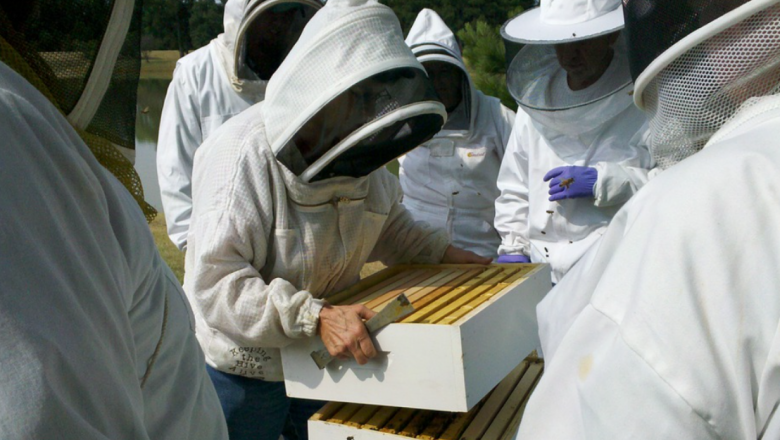 Какви източници на замърсяване има в пчелните семейства?