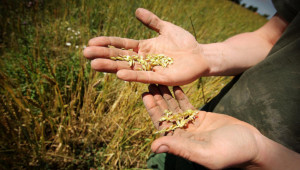 И БАБХ с тайна проба за некачествена украинска пшеница?
