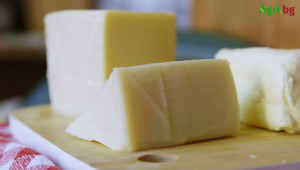 Вижте как се прави сирене в домашни условия по БДС - Agri.bg