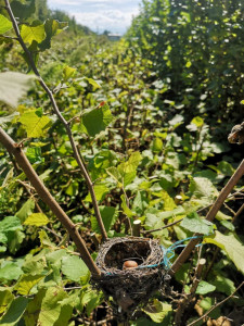 Реколта от лешници Франческана в градината на Илия Немски, село Юнаците, област Пазарджик. - Обектив