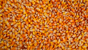 Цената на царевицата: Фермерите обсъждат предложения от 500 до 700 лв./тон - Agri.bg