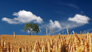 Лабораторни анализи: С какво качество е обикновената зимна пшеница от новата реколта?