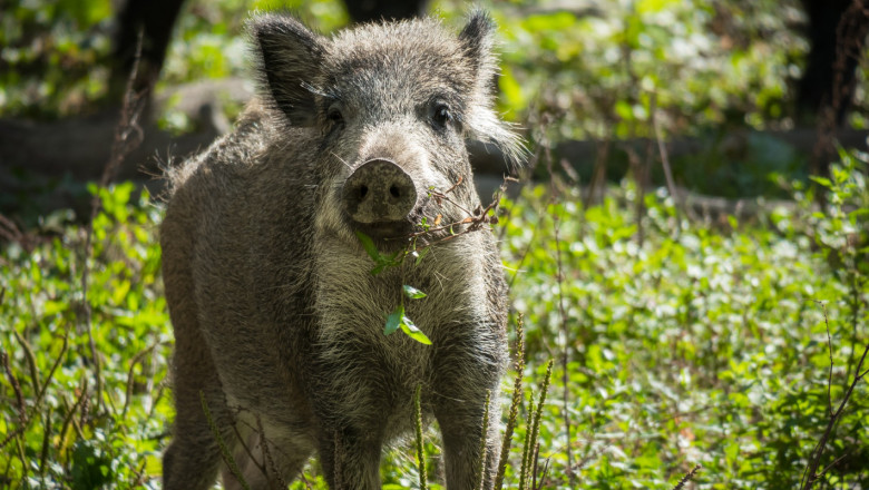 Нов ловен сезон, нови случаи на чума по свинете