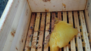 Пчелар: Крадат ми стотици килограми мед ежегодно - Снимка 2