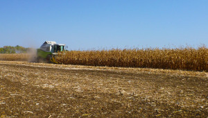 В Добруджа: Сушата свали добивите от царевица с близо 200 кг от декар