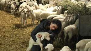 Поредната овцевъдна ферма намалява животните си, за да оцелее - Снимка 1