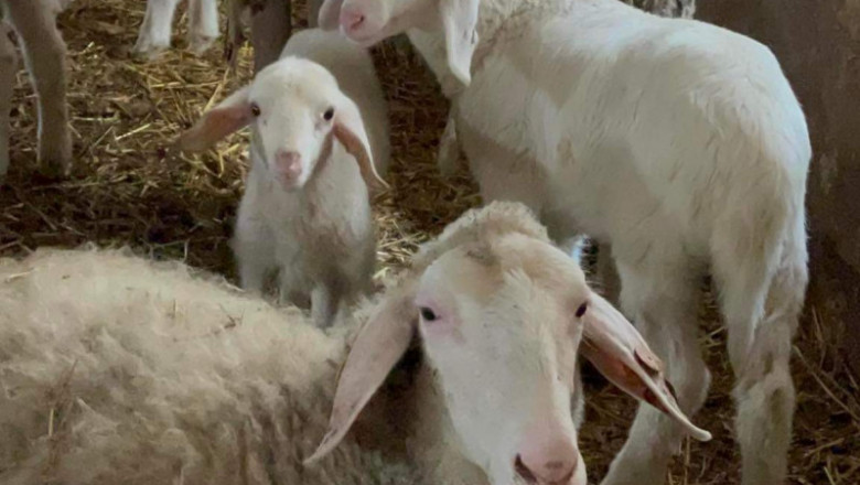 Поредната овцевъдна ферма намалява животните си, за да оцелее