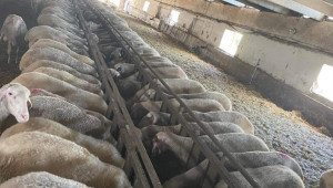 Поредната овцевъдна ферма намалява животните си, за да оцелее - Снимка 4