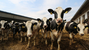 Отпада изискването за плодовитост при млечните крави, но възрастовите ограничения остават - Agri.bg