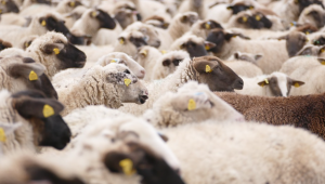 Новости във фермата: Семинар за овцевъди и козевъди