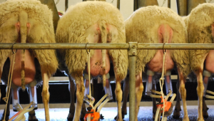 Как да повишите млечната продуктивност на овцете
