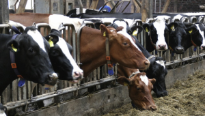 Инвестиционни предложения: Модерни обори за над 1100 крави ще се строят в Пловдивско