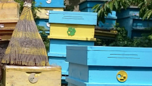 Тенденцията продължава: Пчеларите в Добруджа стават все по-малко - Agri.bg