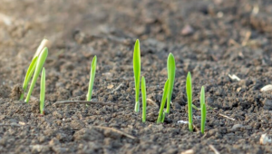 Новозасятата пшеница вече е застрашена от сушата на места