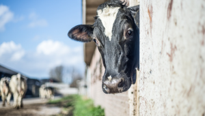 Животновъди коментират пазара на мляко: От краен песимизъм до оптимистични очаквания