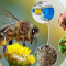 Казеинов протеин млечен 85 % за подхранване на пчели. - Агро Борса