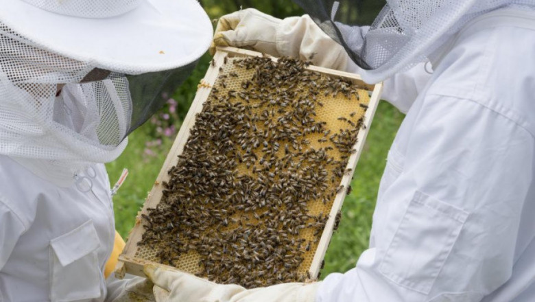 Пчелари настояват за преразглеждане на извънредната помощ