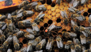 Пчелари настояват за стъпаловидно подпомагане в новата ОСП - Agri.bg