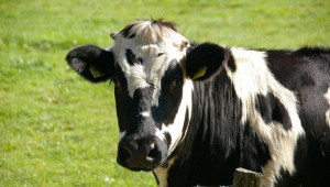 Ветеринари лекуват крави с червено вино