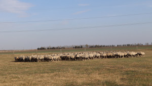 Как го правят: Румънски фермер гледа 1000 овце върху 1000 дка пасища - Снимка 11