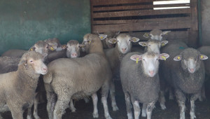 Как го правят: Румънски фермер гледа 1000 овце върху 1000 дка пасища - Снимка 2
