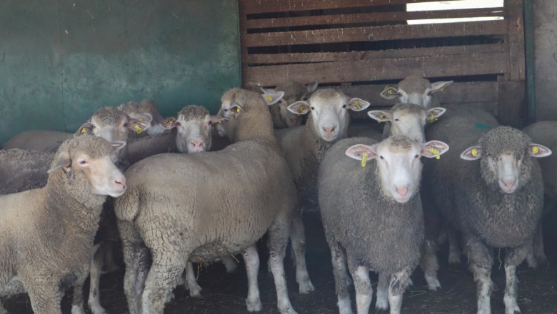 Как го правят: Румънски фермер гледа 1000 овце върху 1000 дка пасища