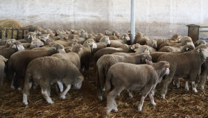 Как го правят: Румънски фермер гледа 1000 овце върху 1000 дка пасища - Снимка 8