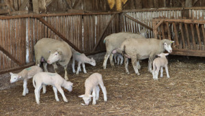 Как го правят: Румънски фермер гледа 1000 овце върху 1000 дка пасища - Снимка 10
