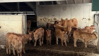 Продавам крави, юници и телета Лимузин - Снимка 5