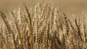 Как Русия краде житото на Украйна за милиони? - Agri.bg