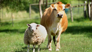 ДФЗ: Над 53 млн. лева ще се отпуснат по преходните помощи за говеда, овце-майки и кози-майки
