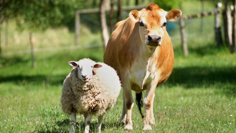 ДФЗ: Над 53 млн. лева ще се отпуснат по преходните помощи за говеда, овце-майки и кози-майки
