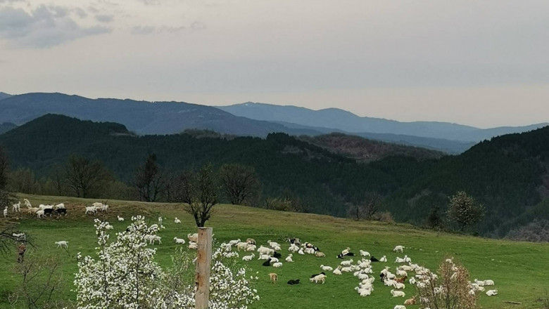 Малашевски дългокосмести кози – гордостта на благоевградска ферма