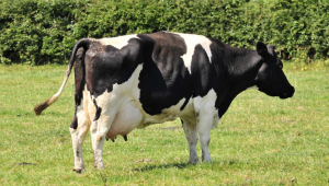 Животновъдите редуцират млечните стада - Agri.bg