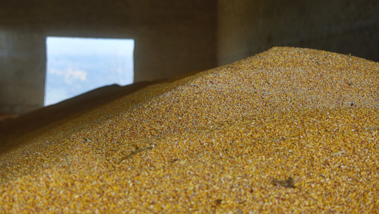 Какво ни казахте: Шарена е картината със средните добиви от царевица