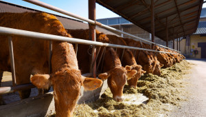 Цените на телешкото месо ще останат по-високи от обичайното - Agri.bg
