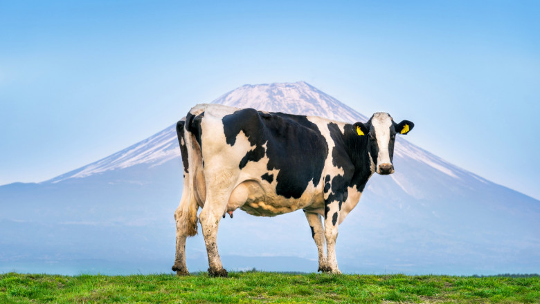 Прогнози за млечния сектор: Поголовието ще намалява, но продуктивността ще расте