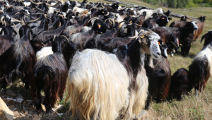Mестните породи овце и кози отвъд прага на застрашеност изпадат от подпомагане? - Agri.bg