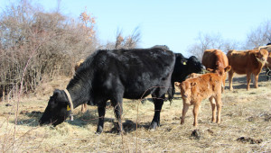 Помощта за мъжки телета няма да стигне до говедовъдите – защо?