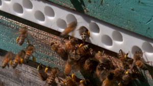 Как иновативен вход на кошер спасява пчелите - Снимка 2