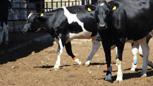 Млечни крави под селекция ще вземат с над 35% по-малко от догодина? - Agri.bg