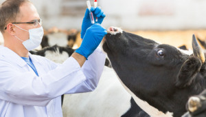 ФАО подкрепи по-малкото използване на антибиотици в животновъдството - Agri.bg