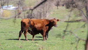 Суша, скъпи фуражи и нафта, пасищни туристи - какво още тормози говедовъдите?